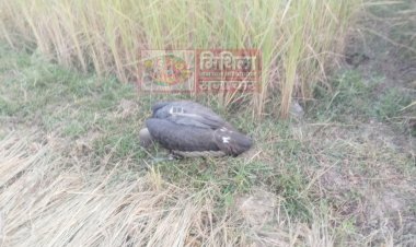 हावीभौआर गांव में गिद्ध की पीठ पर खुफिया डिवाइस देखकर डर गए ग्रामीण, हर तरफ हो रही है इसकी चर्चा
