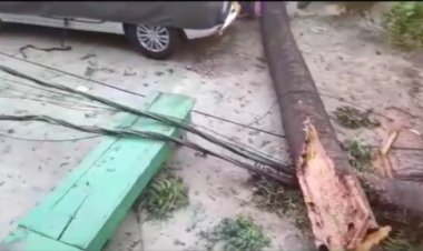 दरभंगा के म्यूजियम गुमती के पास तार का पेड़ गिरा, बच्चा घायल, बच गए कई लोग